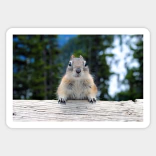 Chipmunk in Banff Alberta in Canada Sticker